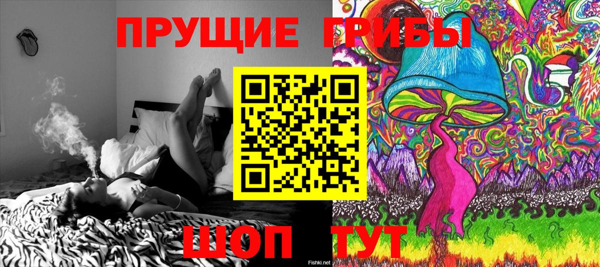Псилоцибиновые грибы Psilocybine cubensis Сокол